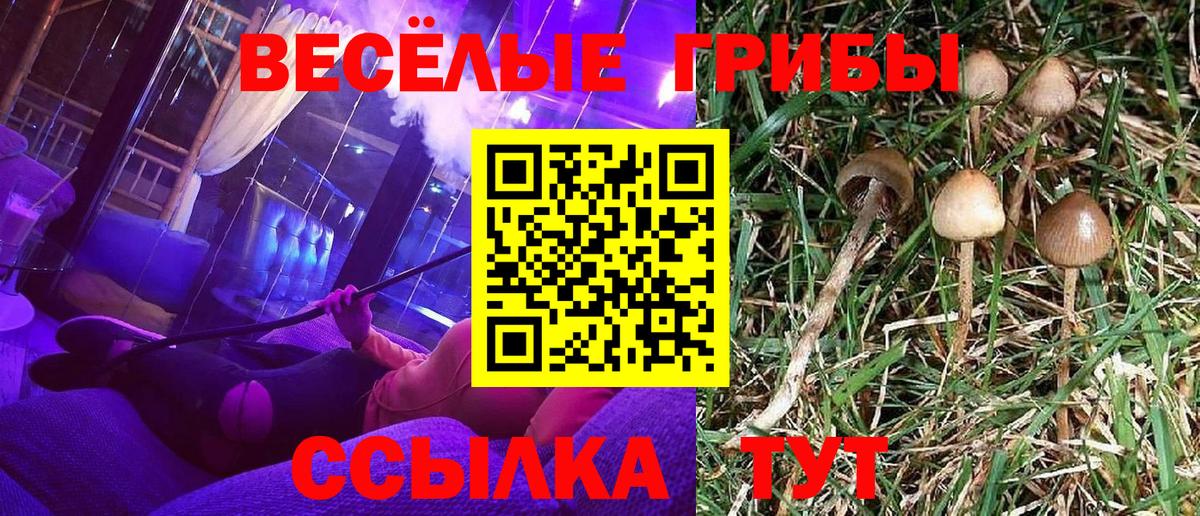 Галлюциногенные грибы Cubensis Шахты